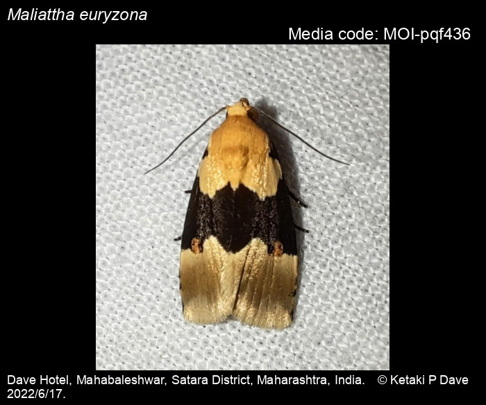 Maliattha euryzona (Hampson, 1910) Moths